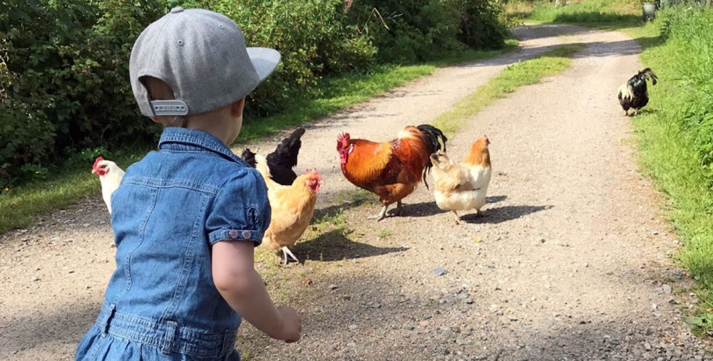 Litet barn som matar höns.