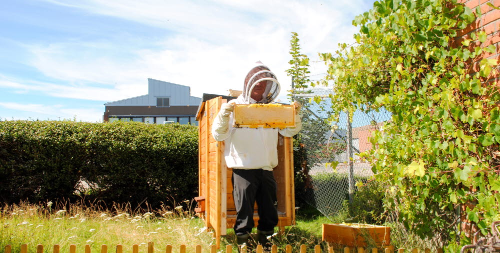Biodlare bär en vaxkaka från en bikupa.