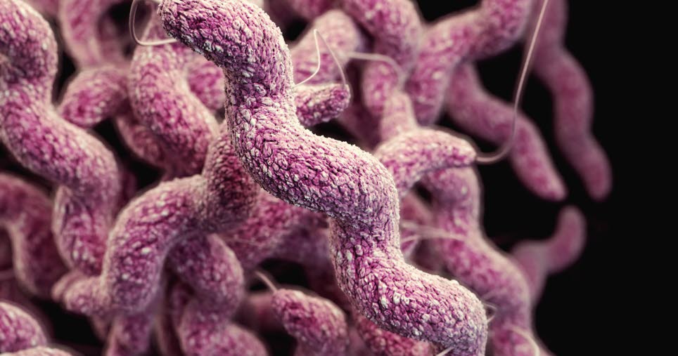 campylobacter